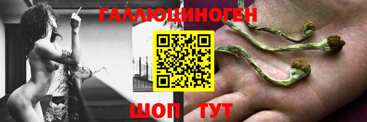 Галлюциногенные грибы Psilocybe Железноводск